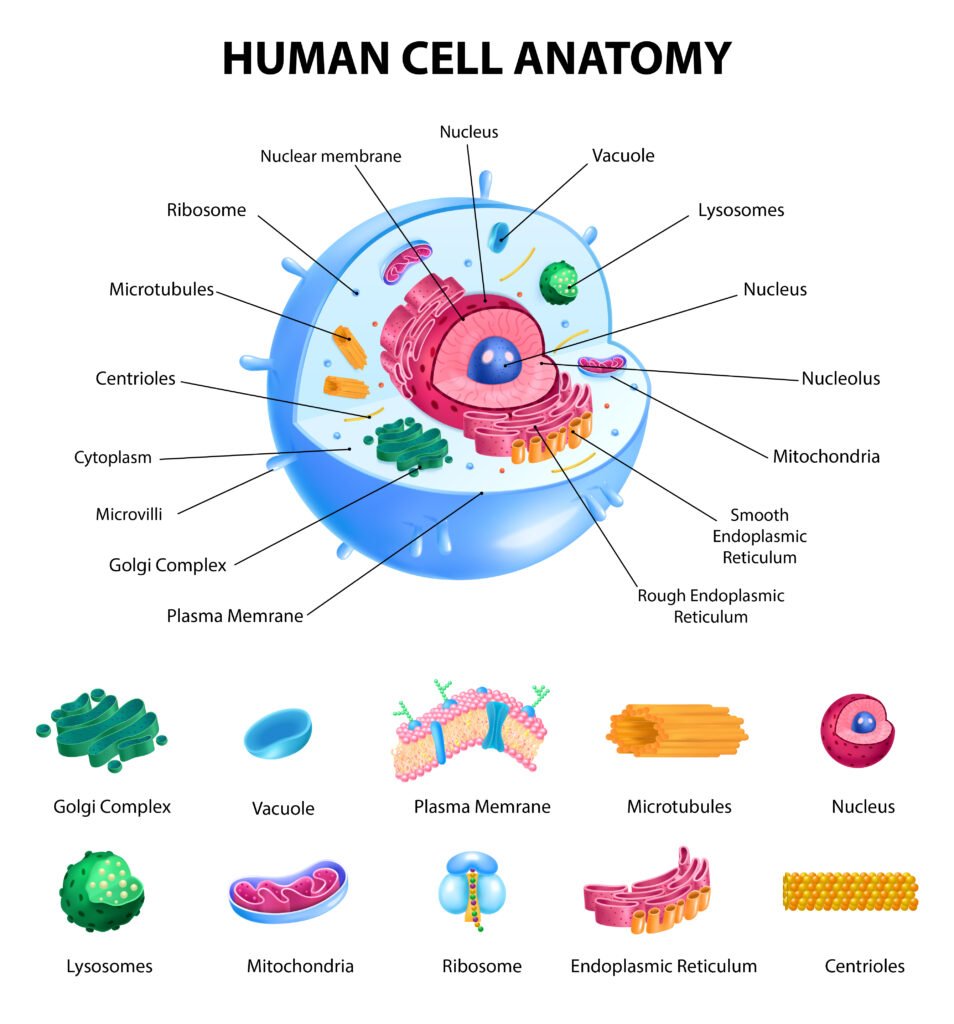 Animal Cell Diagram: Main Parts