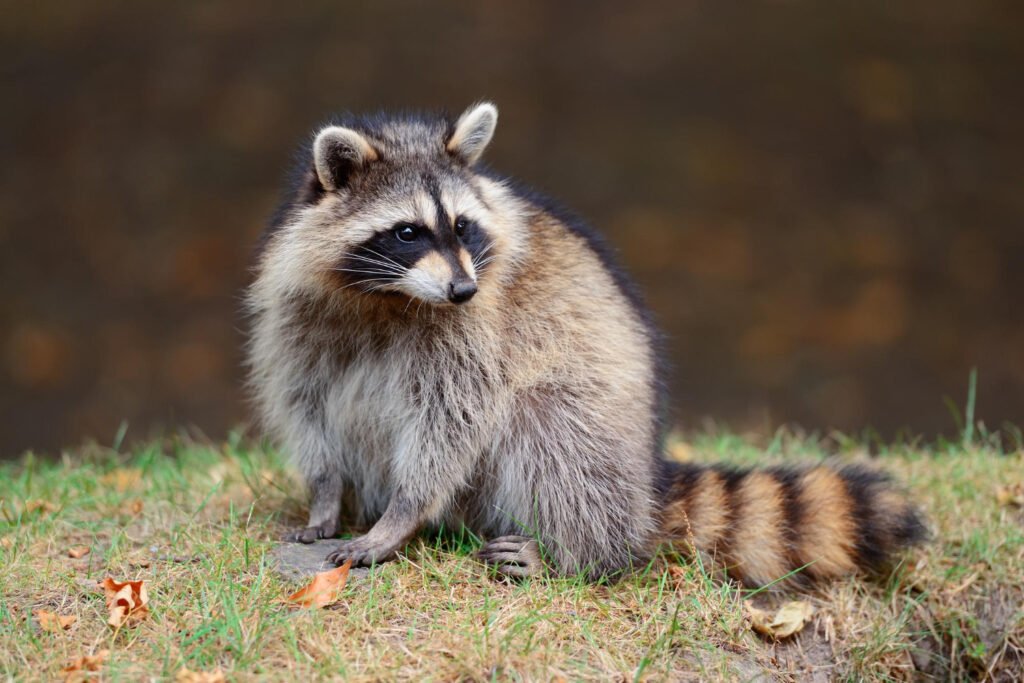 Quick Guide to Choosing the Best Raccoon Name