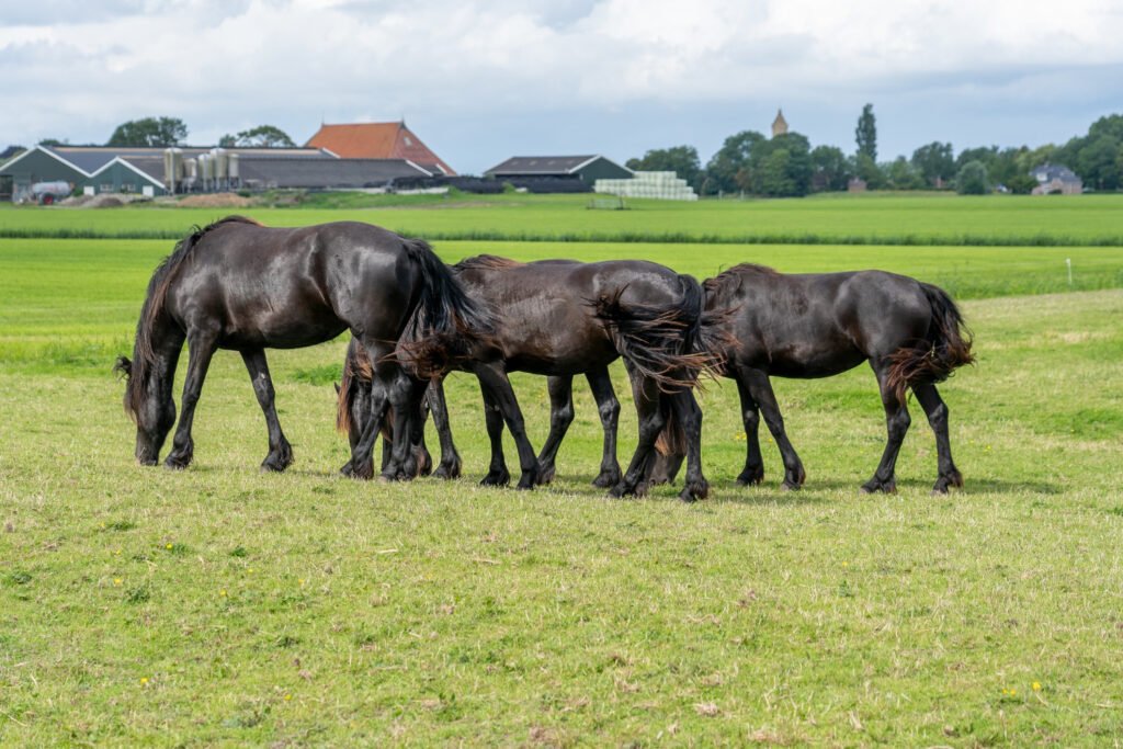 2026 Preakness Horses: A Look Back at the Field