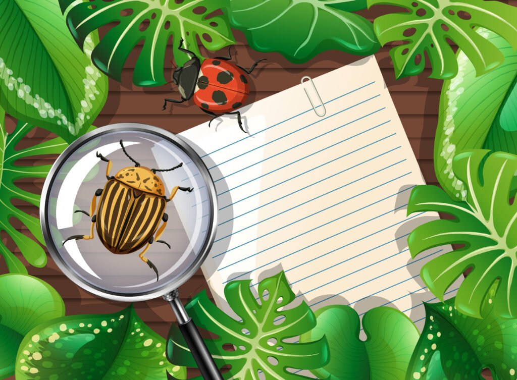 How to Identify a Beetle