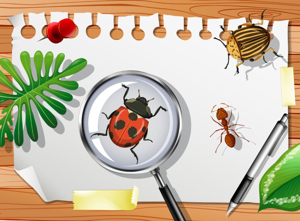 Where Do Beetles Live?